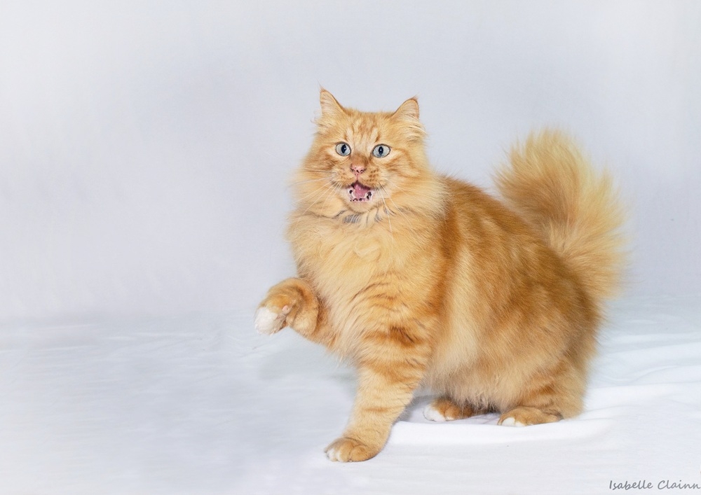 smoothie content.jpg