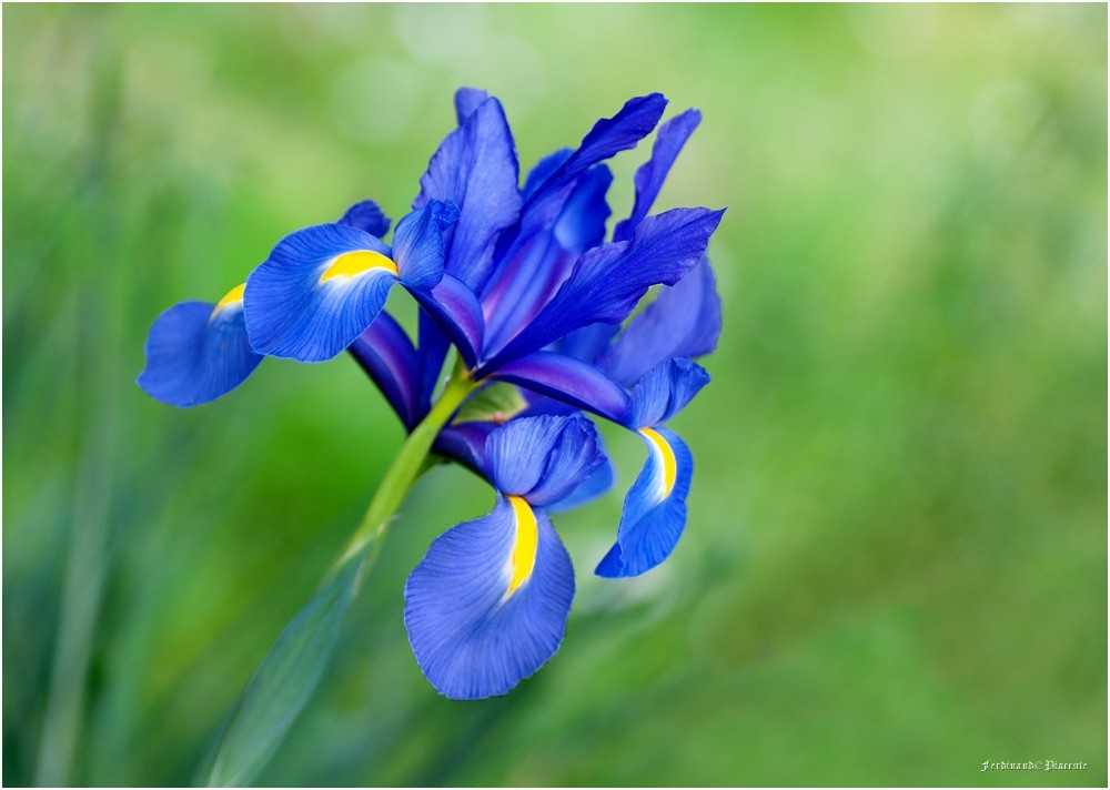 0676 iris.jpg