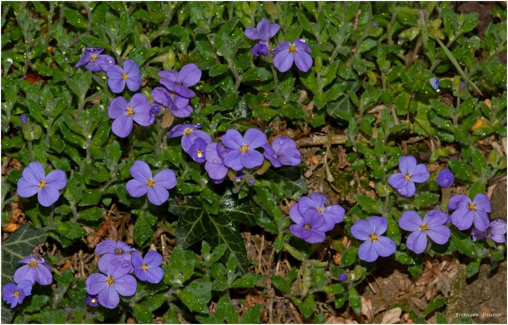 0677 violettes.jpg