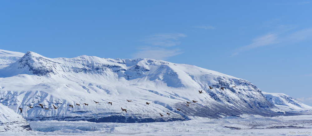 2026_04_03_066_Envol_des_oies_Skaftafell.jpg