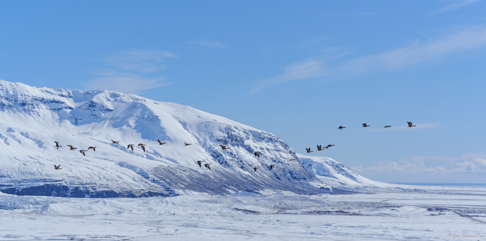 2026_04_03_067_Envol_des_oies_Skaftafell.jpg