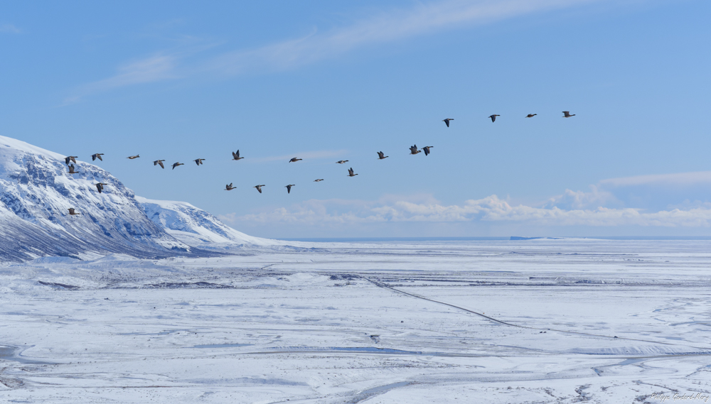 2026_04_03_068_Envol_des_oies_Skaftafell.jpg