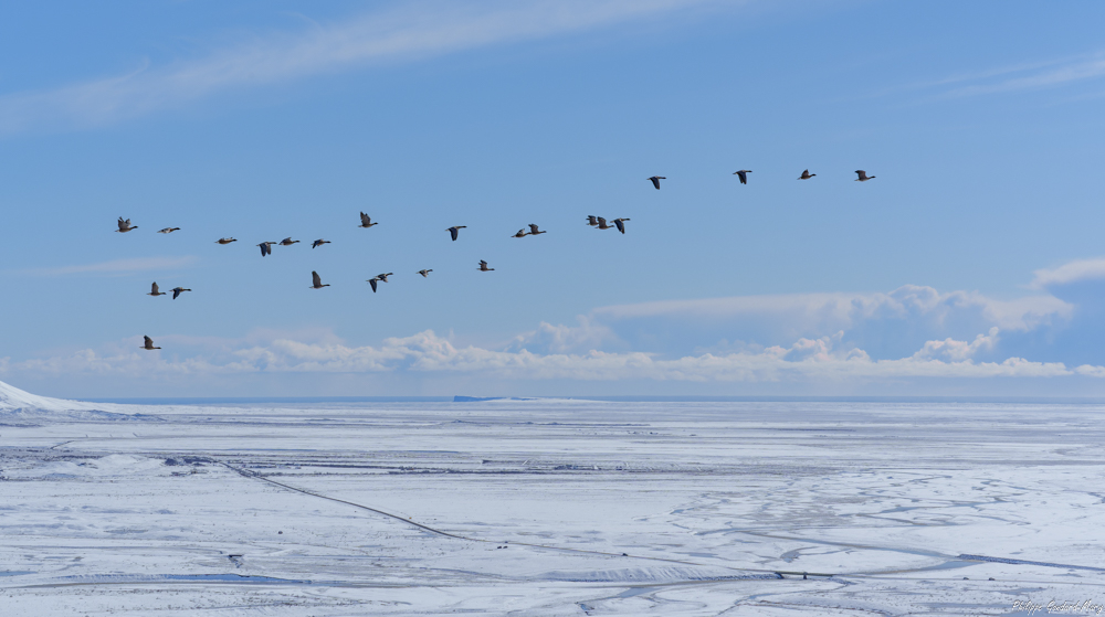 2026_04_03_069_Envol_des_oies_Skaftafell.jpg