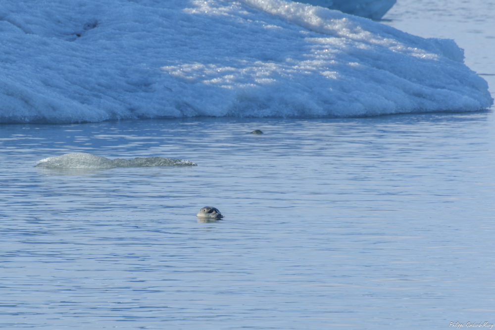 2026_04_03_137_Jokulsarlon_Phoque.jpg
