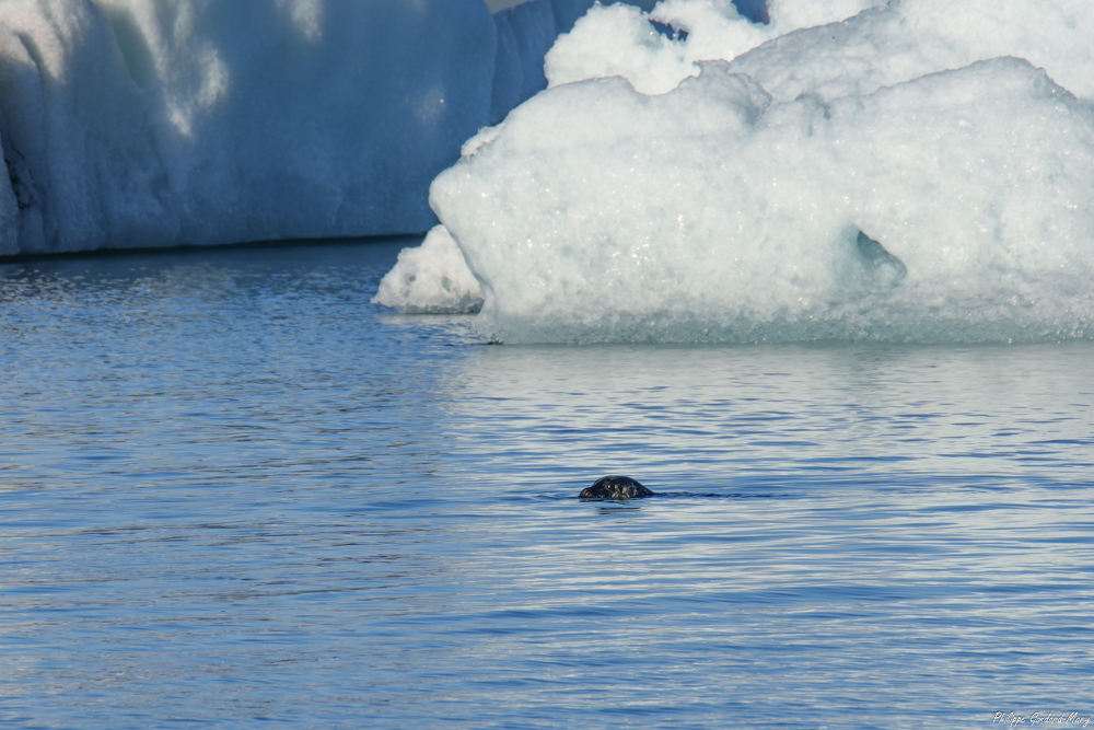 2026_04_03_149_Jokulsarlon_Phoque.jpg