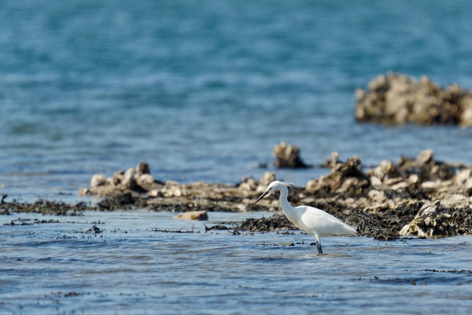 Aigrette 1.jpg
