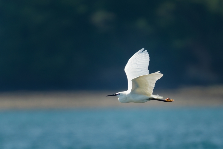 Aigrette 2.jpg