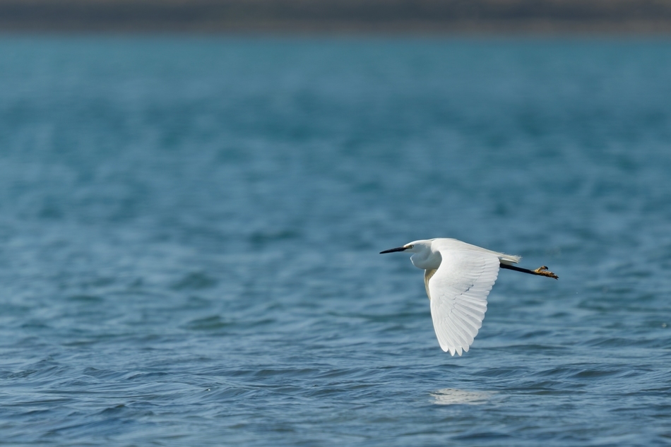 Aigrette 3.jpg