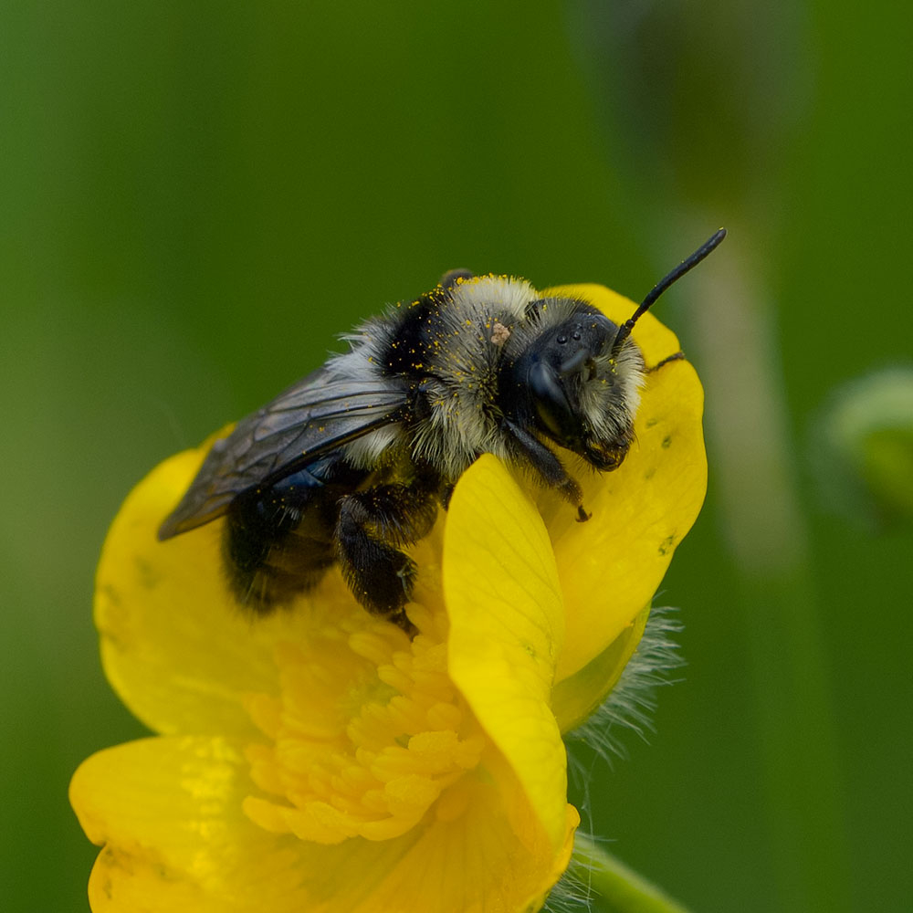 Andrena cineraria (2).jpg