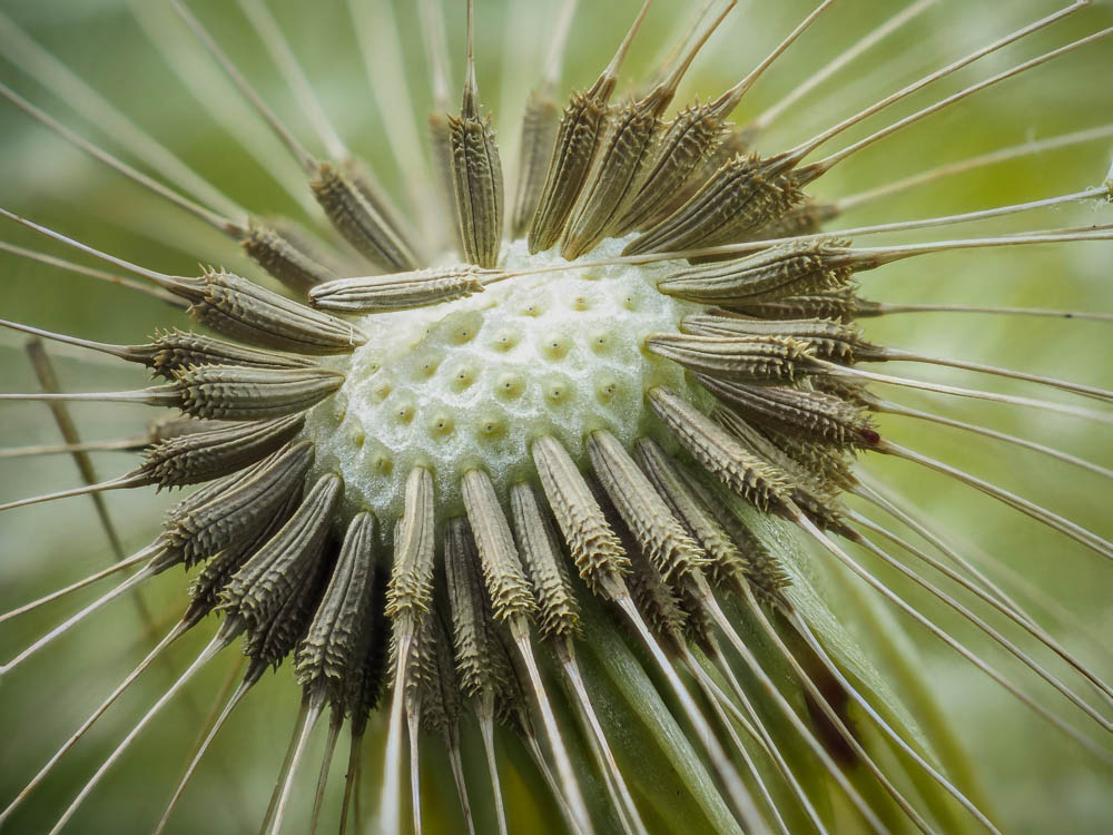 Au cœur du pissenlit.jpg