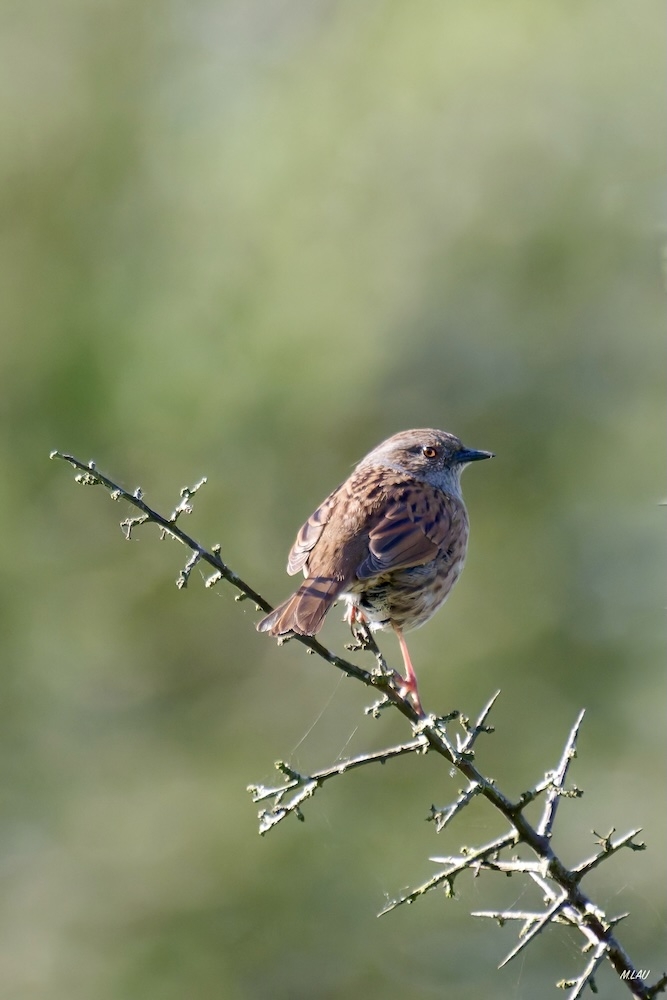 B55E509E-B02A-496D-8430-A6A2950FC6FB_1_201_a - copie.jpeg