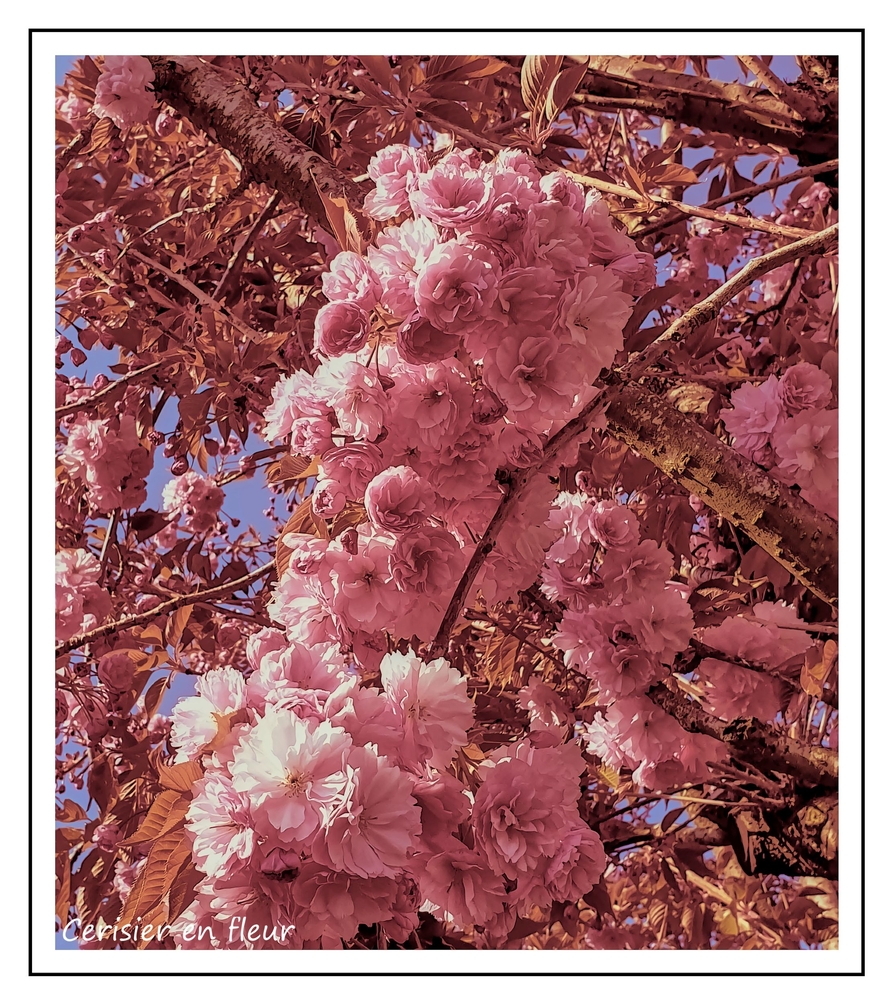 Cerisier_2500.jpg
