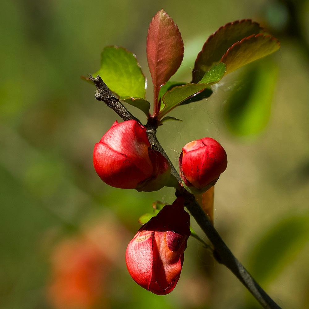 Cognassier Du Japon.jpg