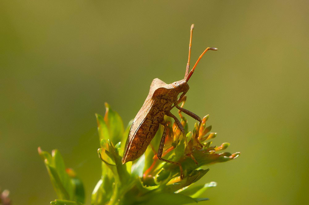 Corée Marginée.jpg