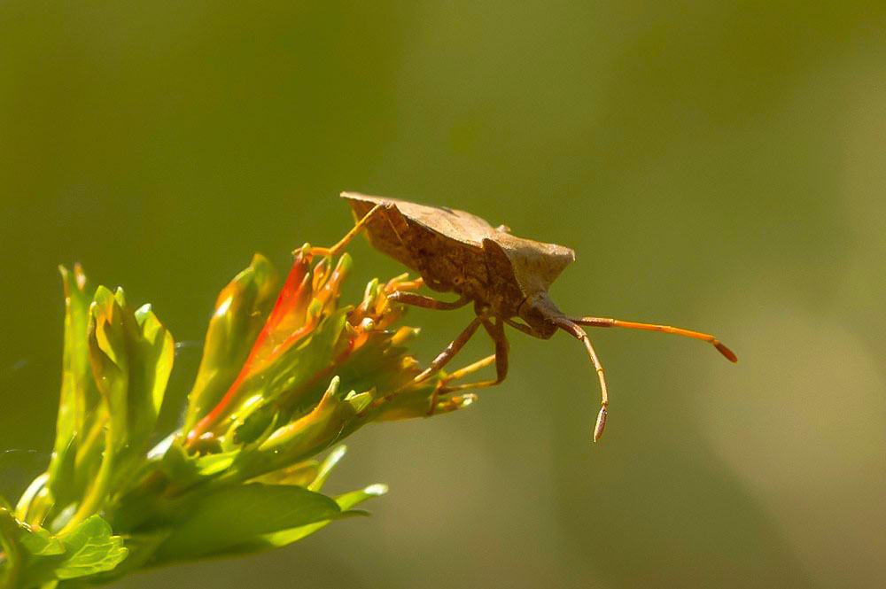 Corée Marginée 1.jpg