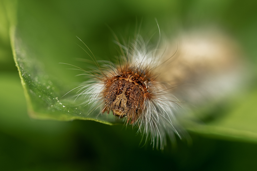 DSC00247-Modifier Forum.jpg