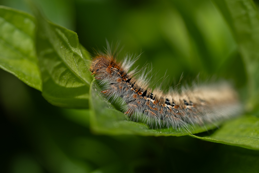 DSC00254-Modifier- Forum.jpg