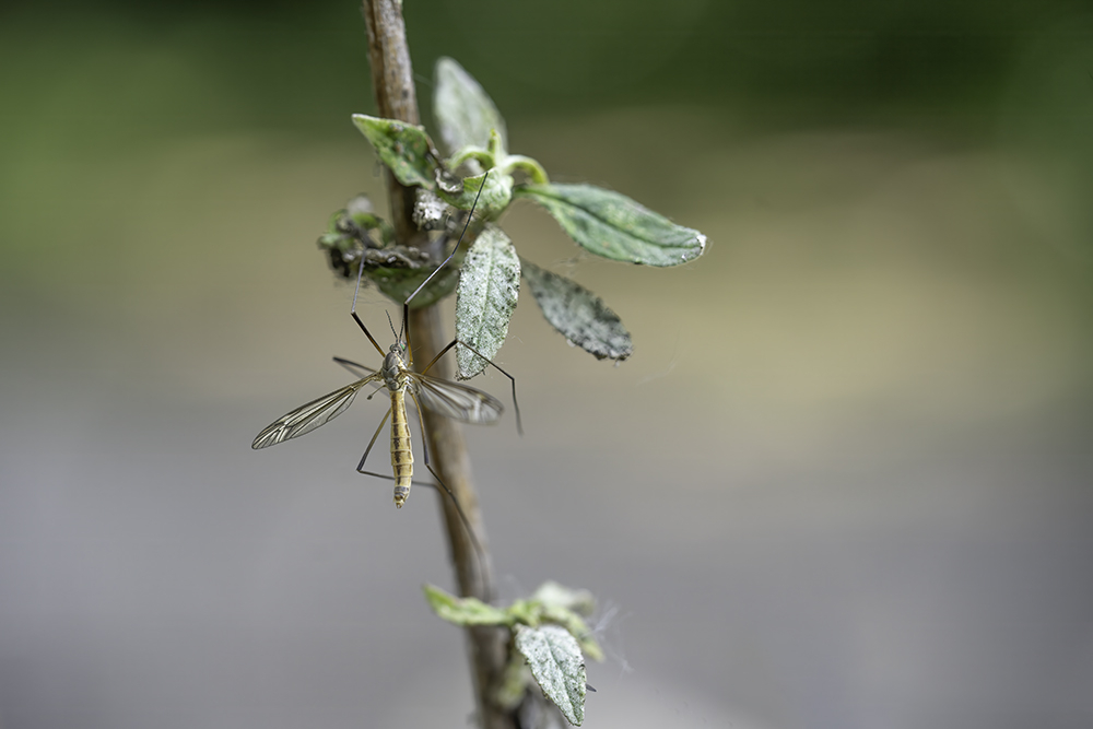 DSC00318-Modifier forum.jpg