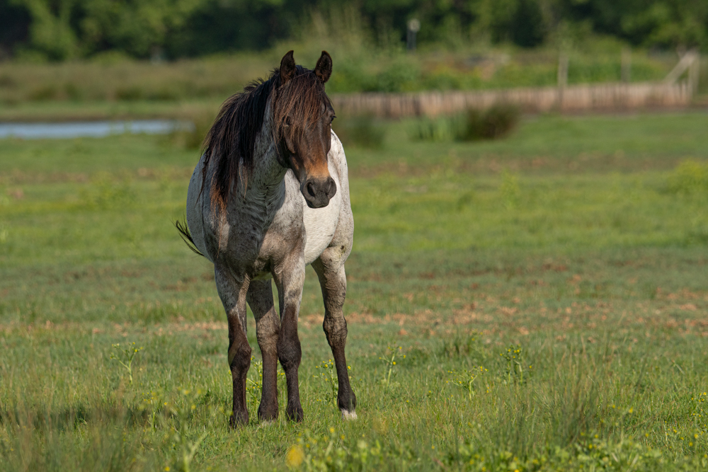 DSC01605-Modifier Forum.jpg