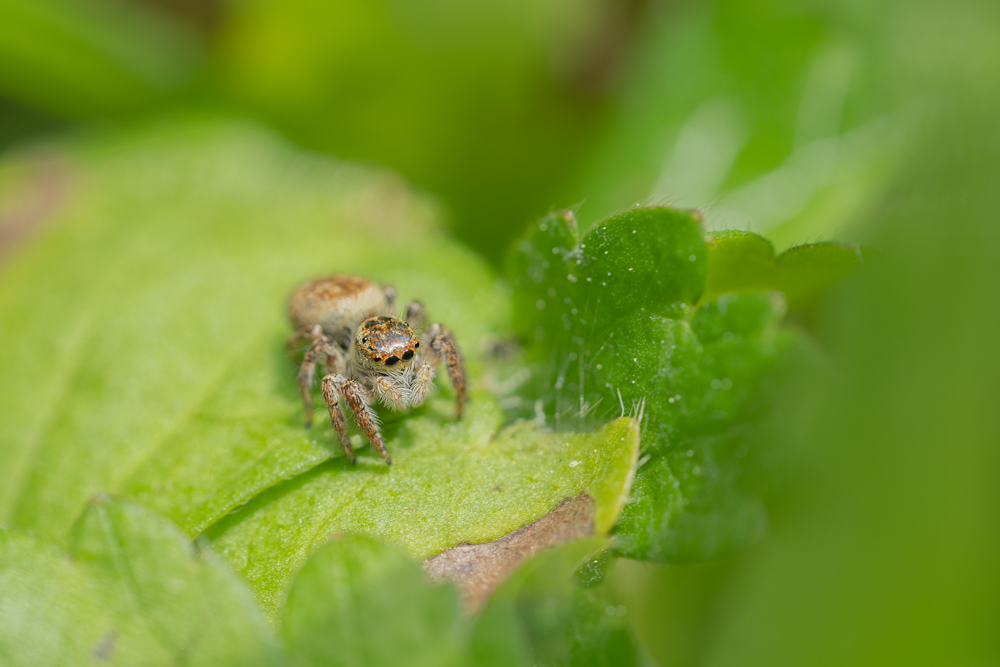 DSC09552-Modifier Forum.jpg