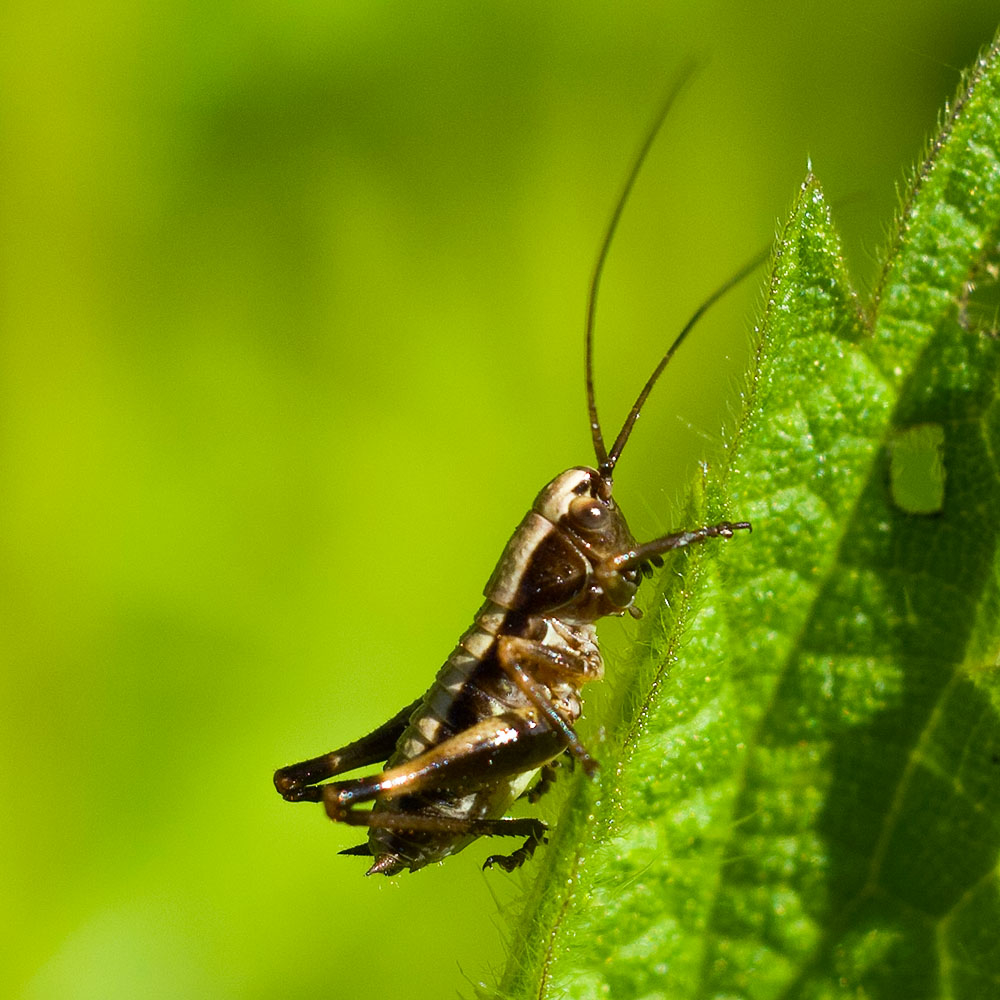 Decticelle Cendrée (2).jpg