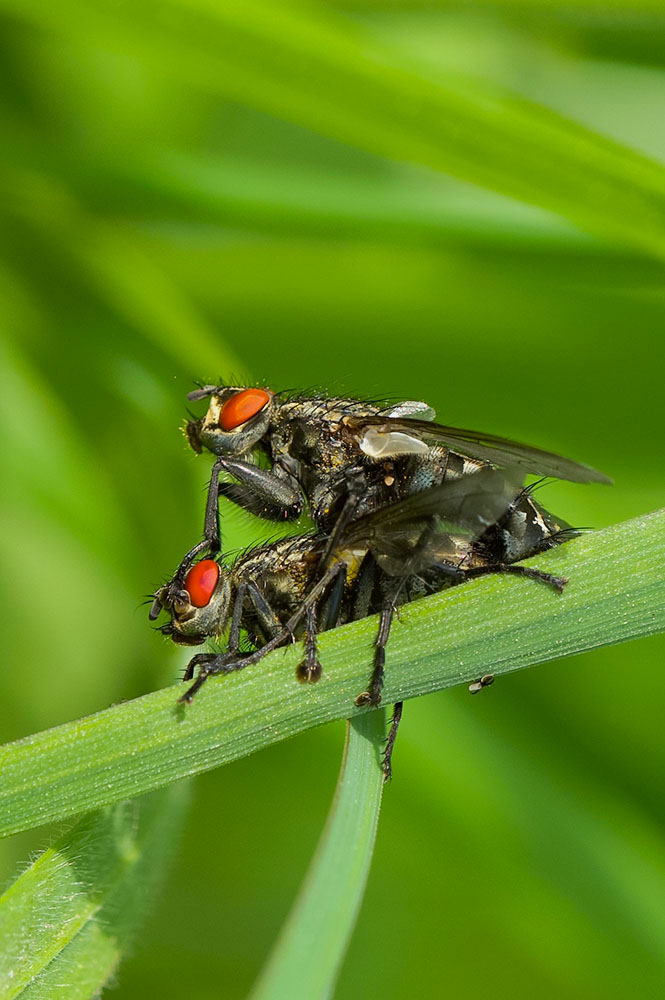 Epicampocera Succincta (2).jpg