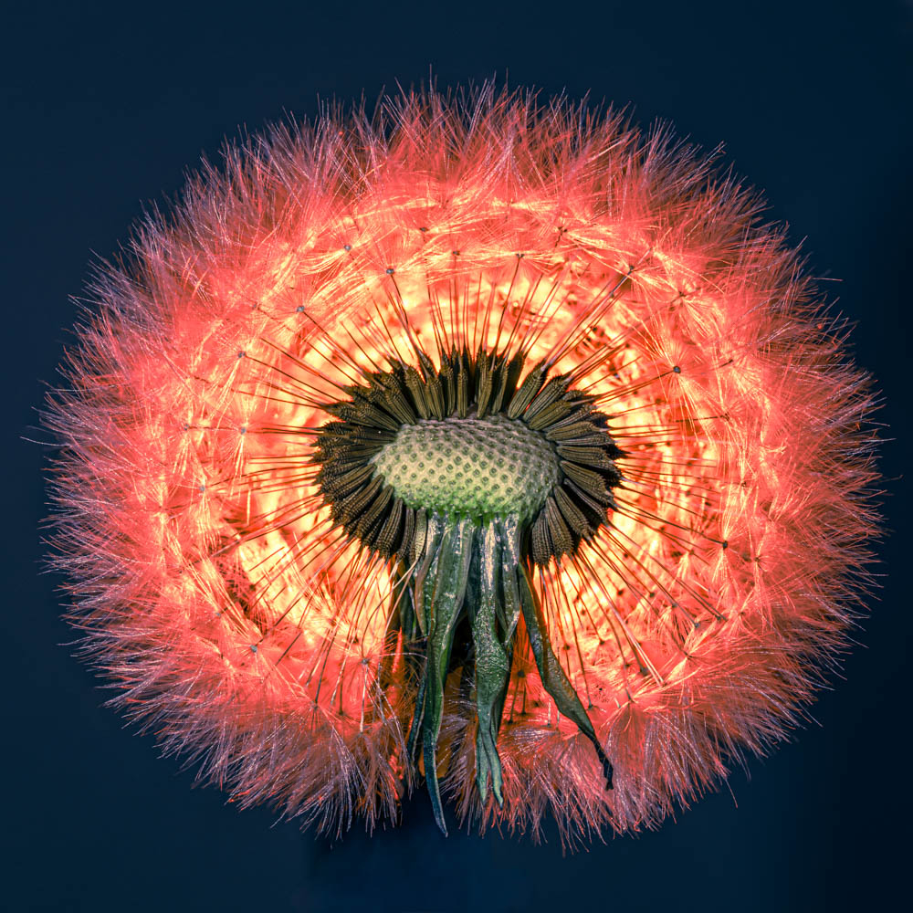 Graines pissenlit_forum.jpg