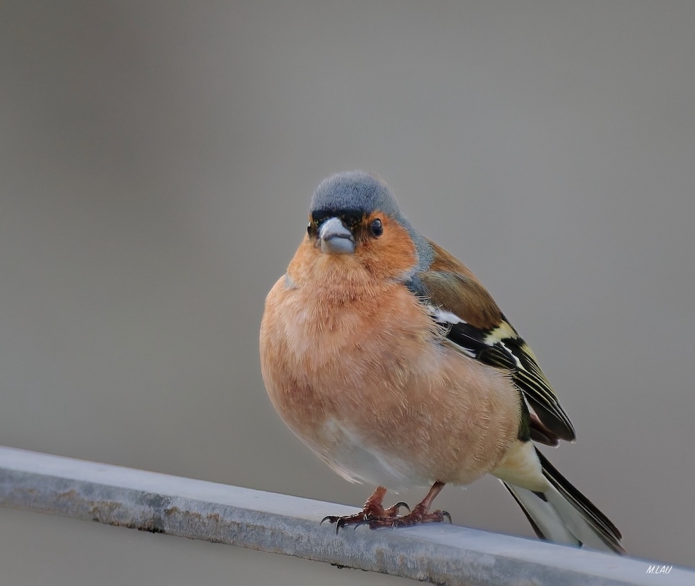 MACRO PHOTO_1974.jpeg