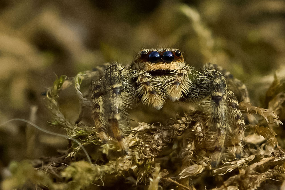 Marpissa Muscosa 1.jpg