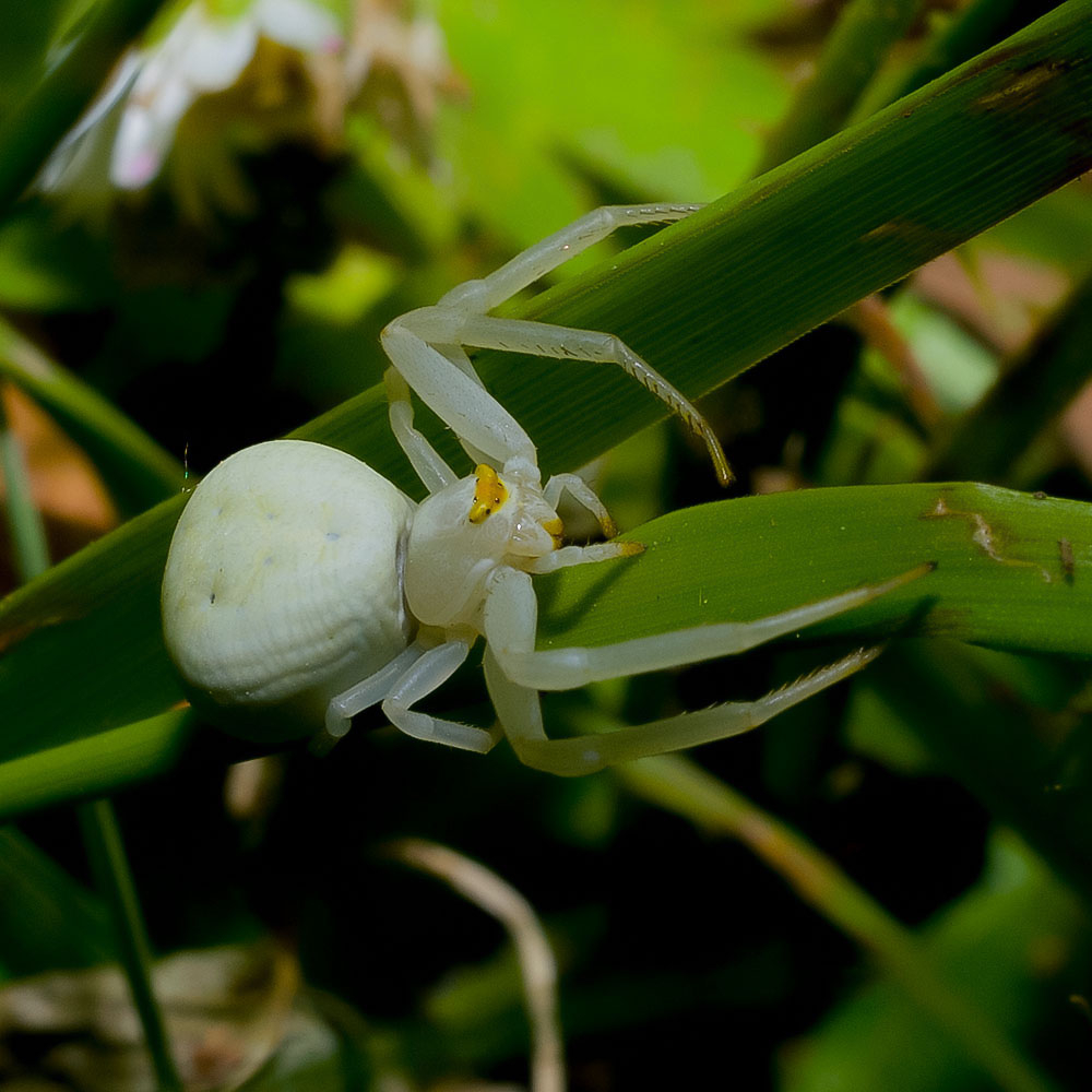 Misumena Vatia (2).jpg