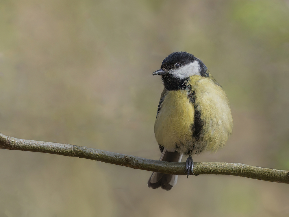 P4014656-D 2_1m-S_1000.jpg