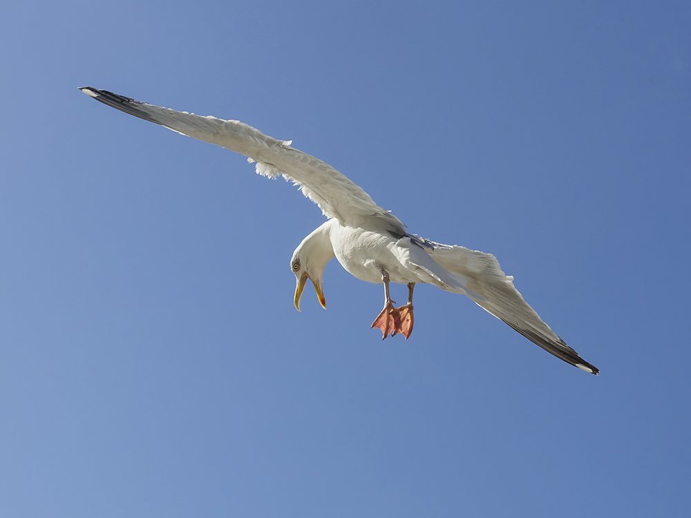 P7050062-D copy_3_2-S_1000.jpg