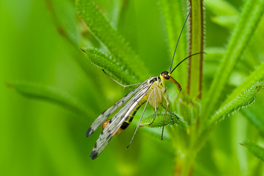 Panorpa Germanica.jpg