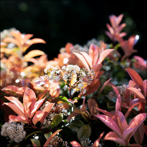 Photinia 'Red robin'.2.jpg