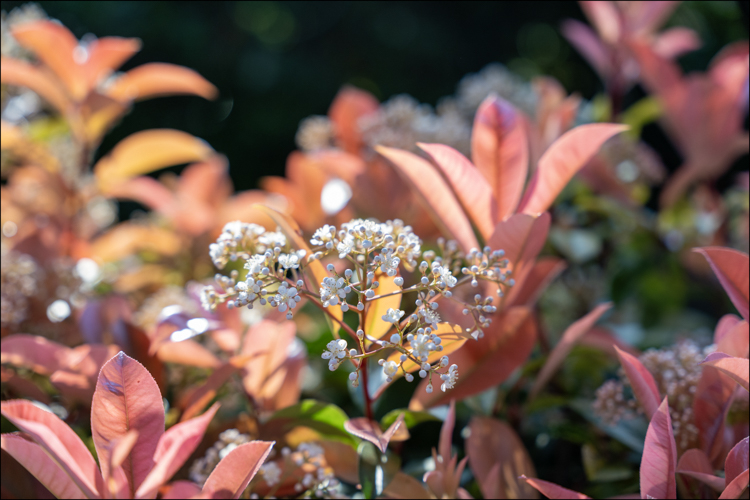 Photinia 'Red robin'.jpg
