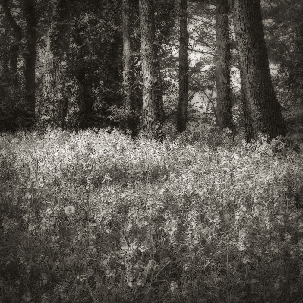 Promenons-nous dans les bois.jpg
