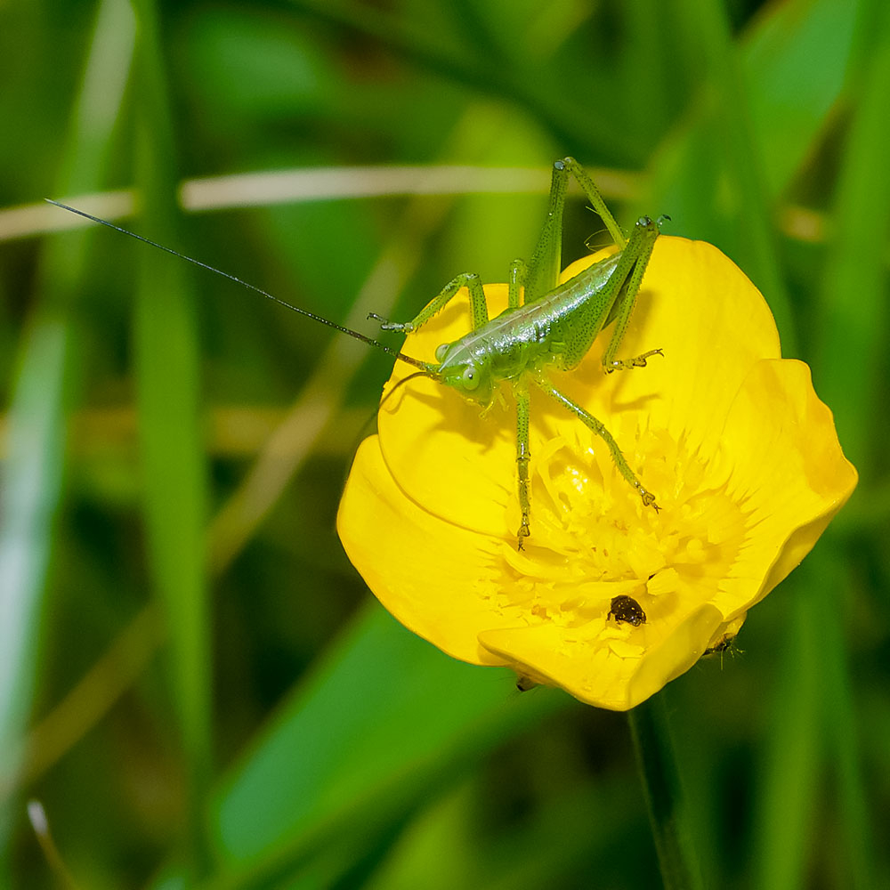 Tettigonia viridissima (1).jpg