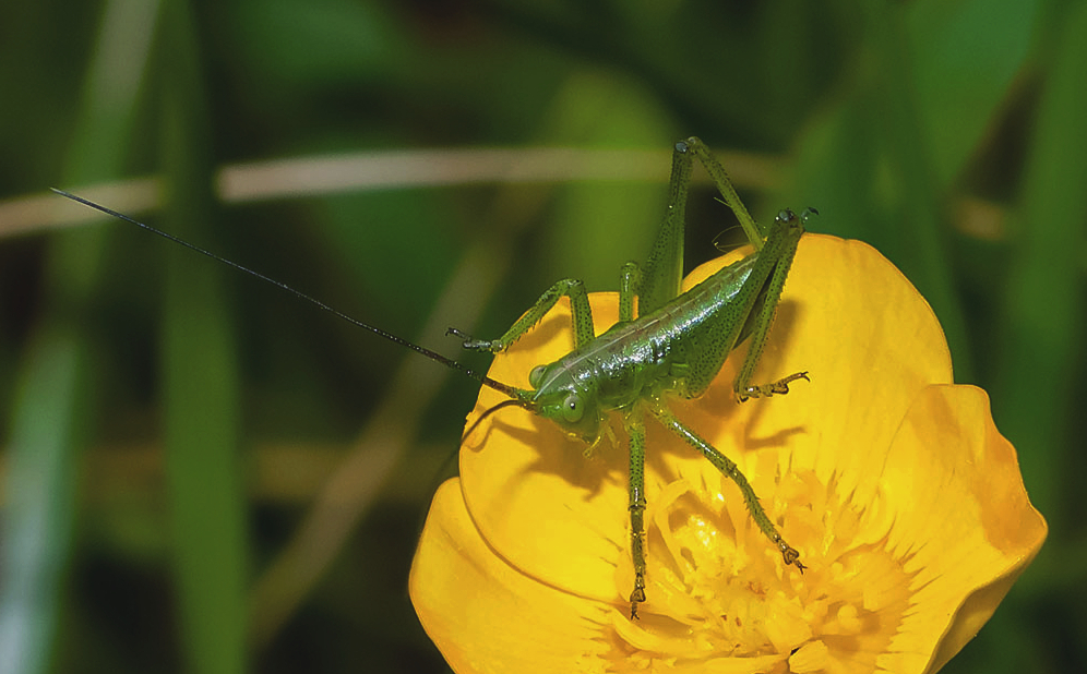 Tettigoniaviridissima(1).jpg.ef75ea528b86e248a480bf4776a5dee3.jpg