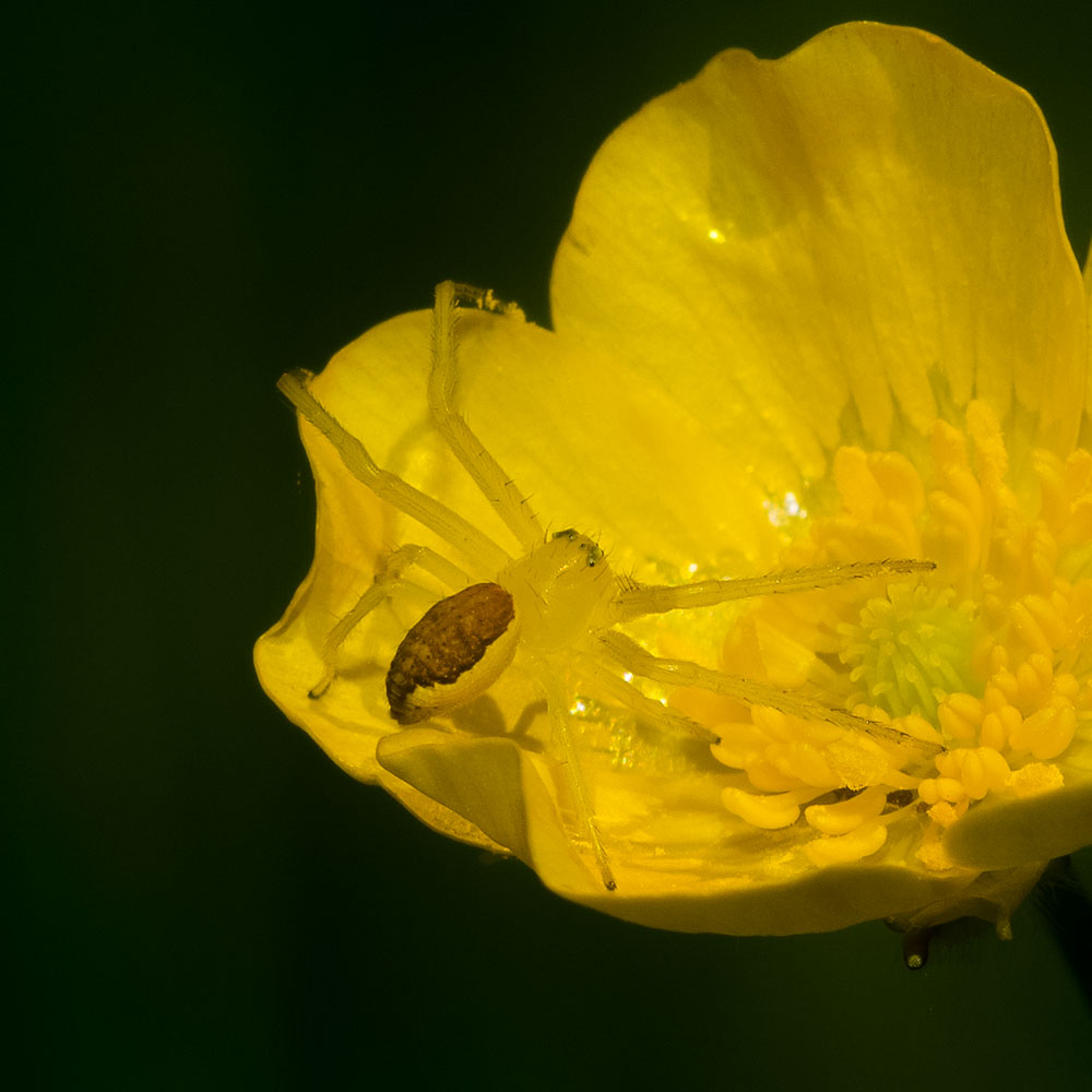 Thomise variable (1).jpg