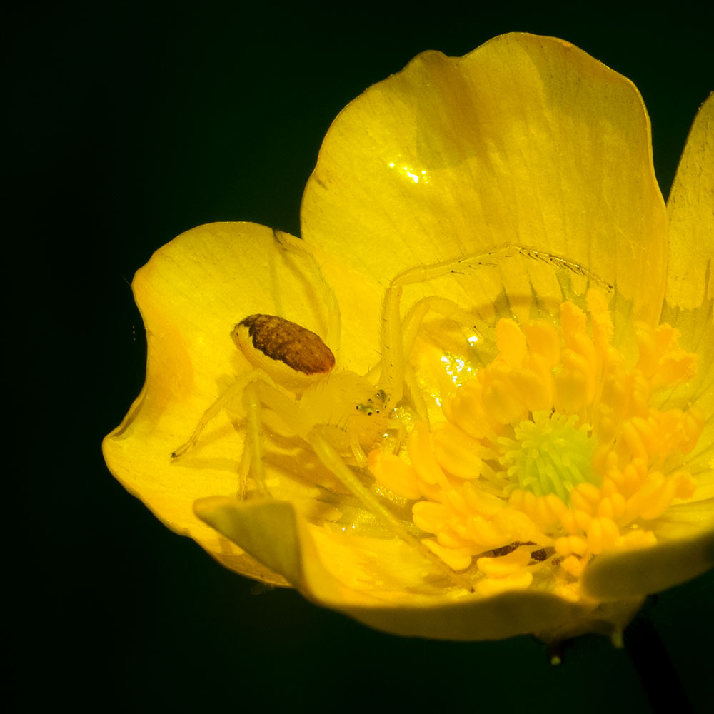 Thomise variable (2).jpg