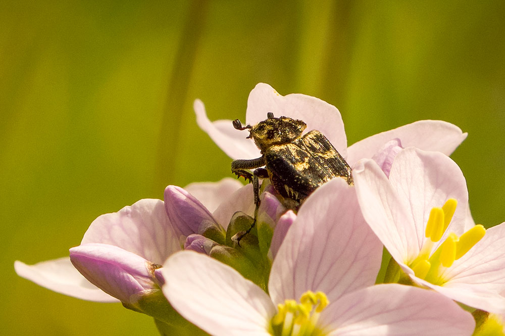 Valgus Hemipterus.jpg