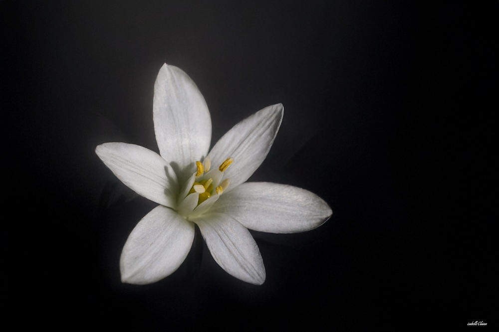 fleurs blanches 1 fp.jpg