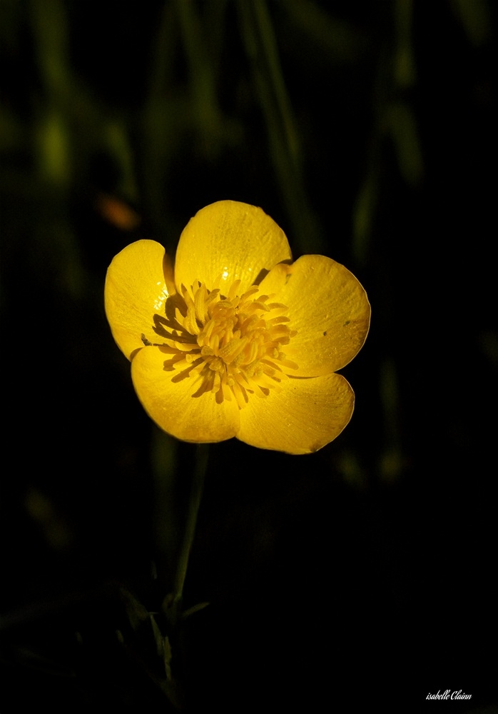 fleurs jaunes 1 fp.jpg