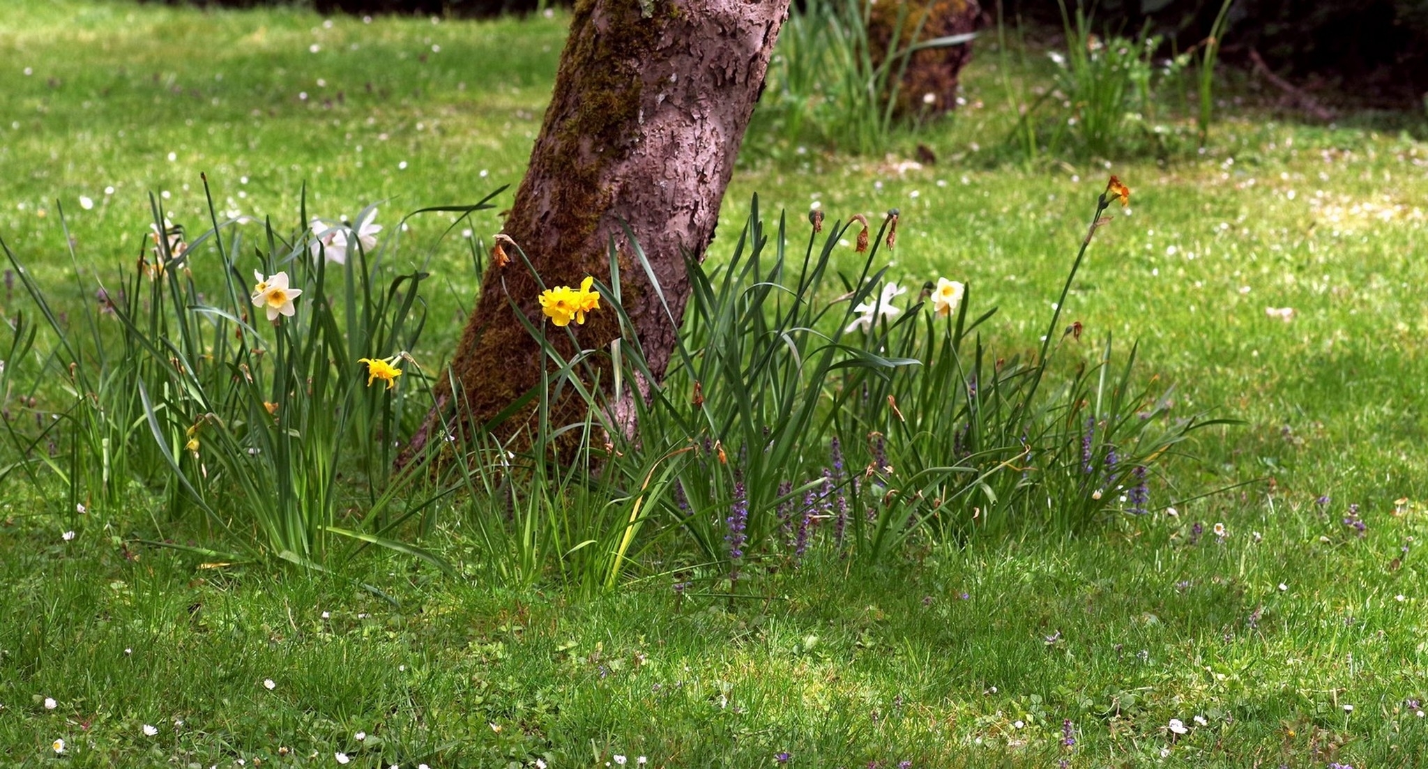 12 04 26 fleurs (1).jpg