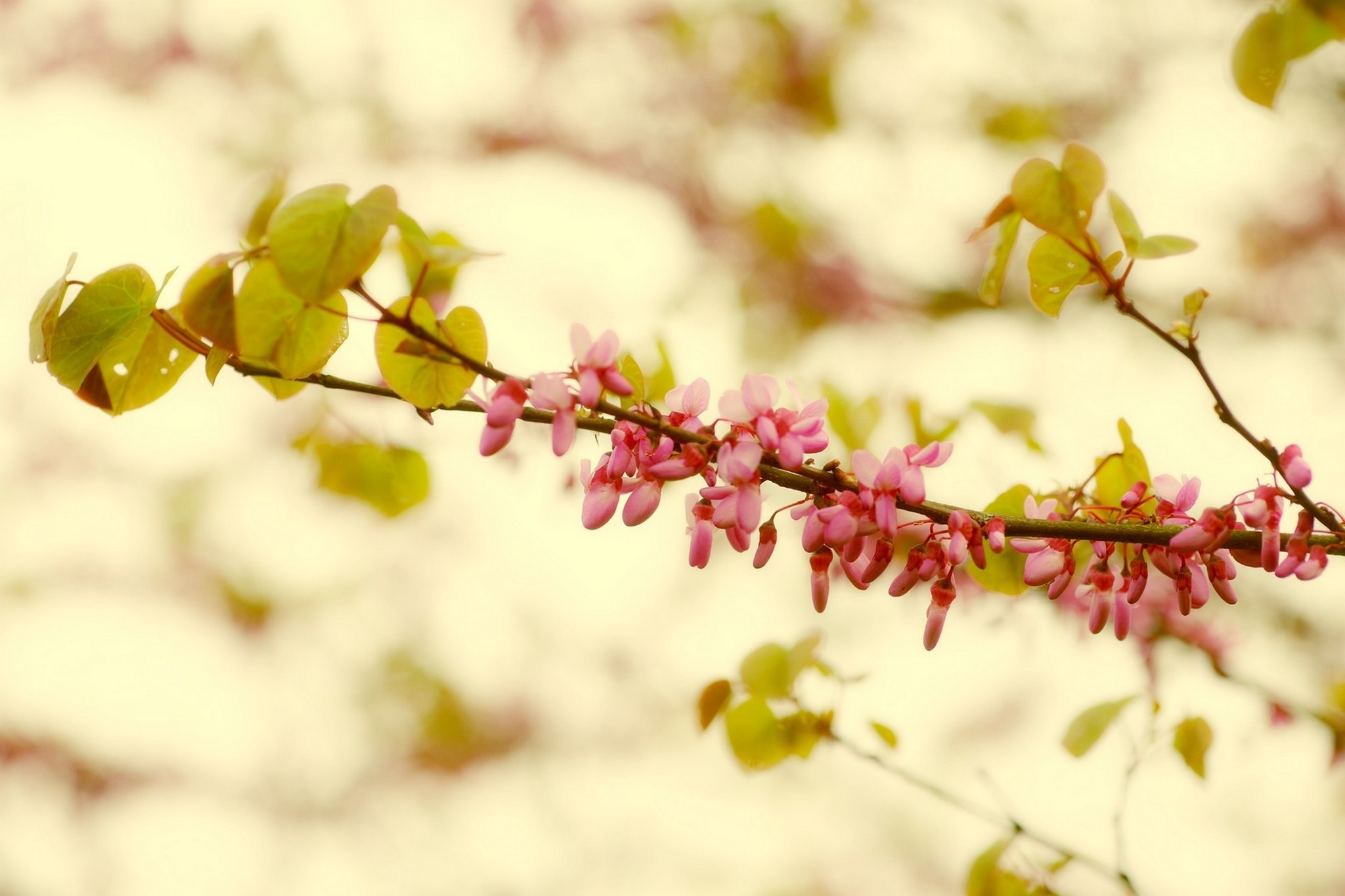 12 04 26 fleurs (11).jpg