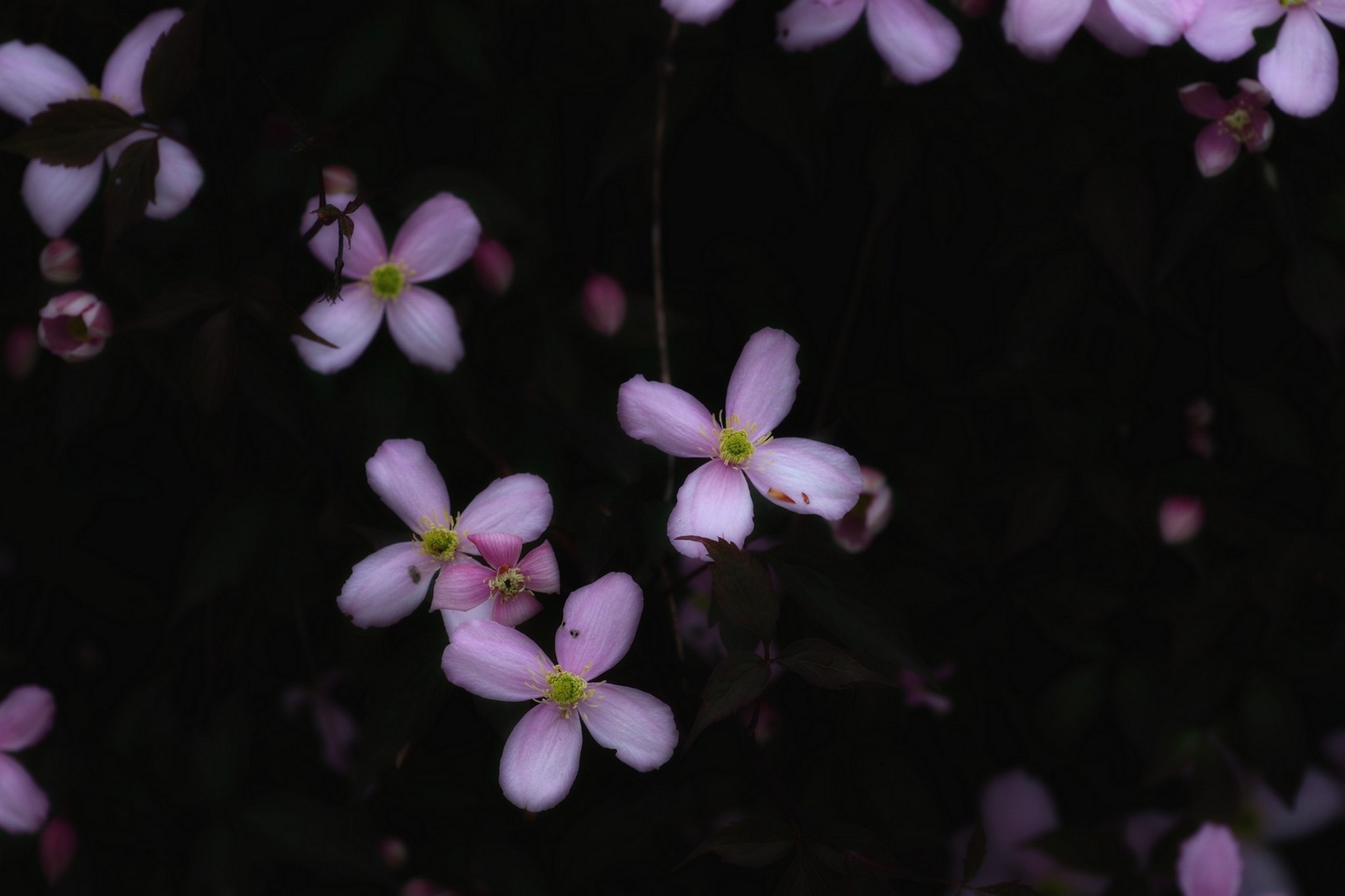 12 04 26 fleurs (21).jpg