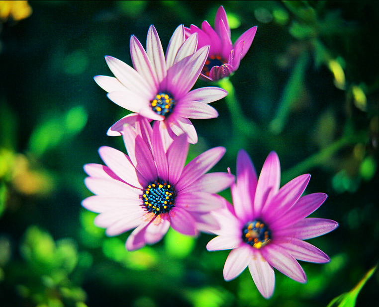 Close-up d'Osteospermum.argentique Mamiya RB 67-Ektar.jpg