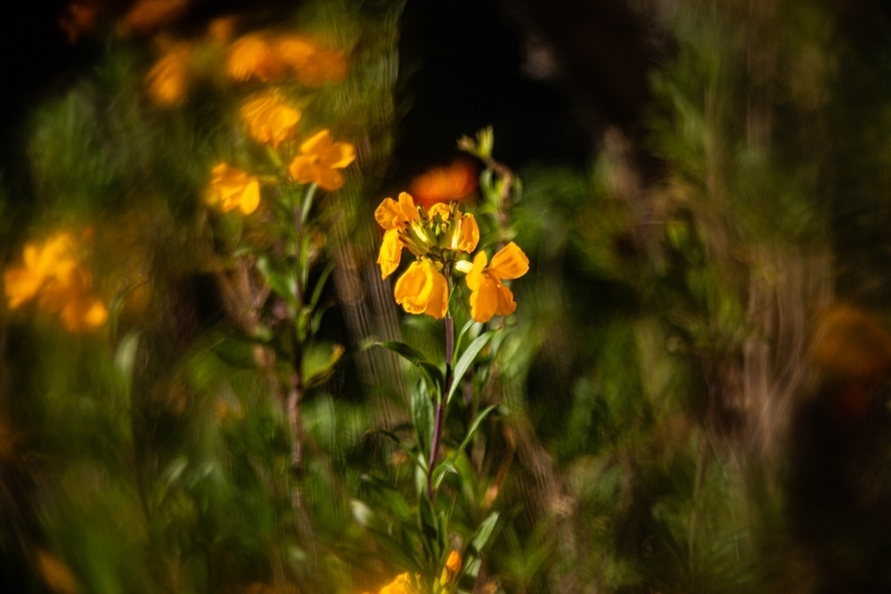 IMG_207A5487. 5DIII -Carnaval.jpg