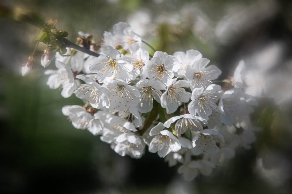 IMG_207A5491. 5DIII -Carnaval.jpg