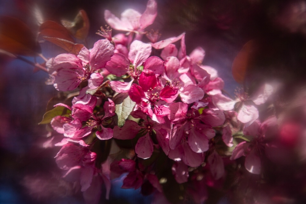 IMG_207A5493. 5DIII -Carnaval.jpg